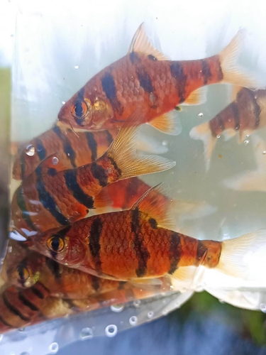 Desmopuntius pentazona
