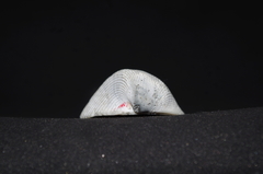 Noetiidae