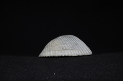 Noetiidae