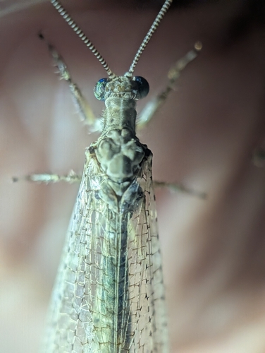 Euptilon ornatum