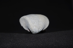 Noetiidae
