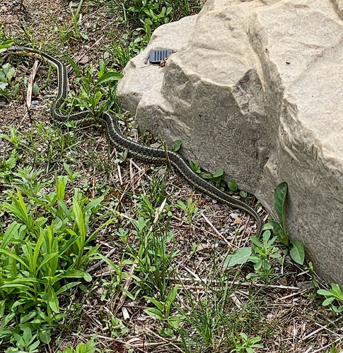 Common Garter Snake