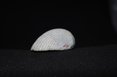Noetiidae
