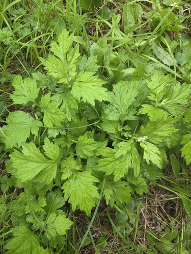 common mugwort