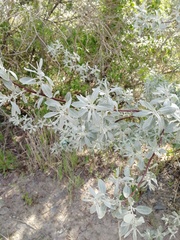 Elaeagnus angustifolia