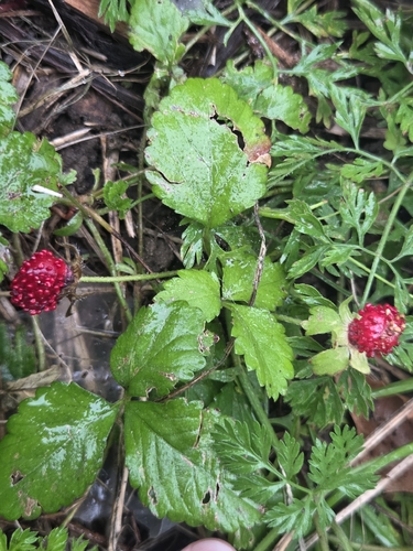 mock strawberry
