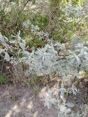 Elaeagnus angustifolia