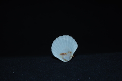 Leptopecten tumbezensis