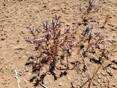 Polygonum bidwelliae