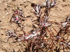 Polygonum bidwelliae