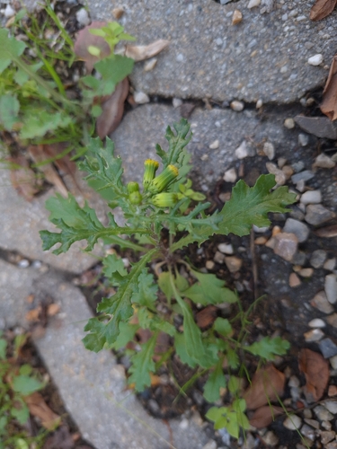 common groundsel