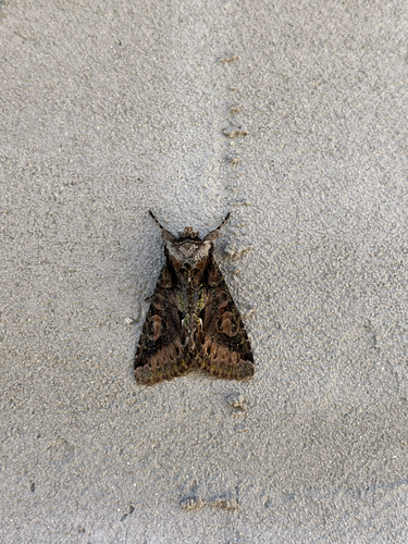 Green-brindled Crescent