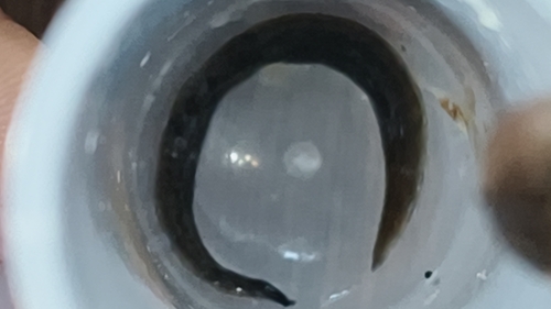 New Guinea Flatworm
