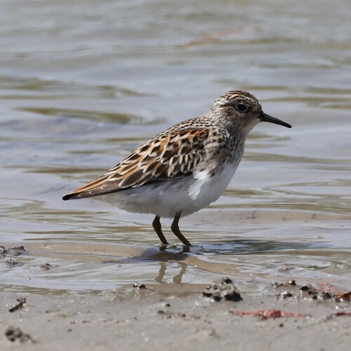 iNaturalist image