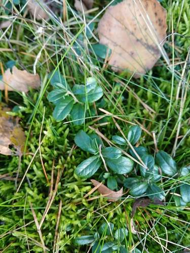 Lingonberry