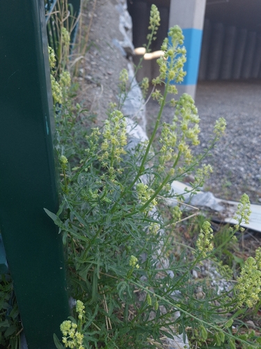 Wild Mignonette
