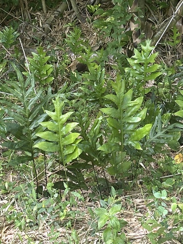 Microsorum scolopendria observed 2026-10-16