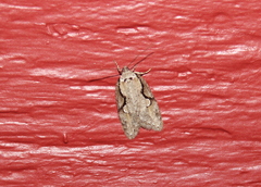 Semioscopis