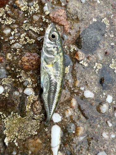 Threespine Stickleback