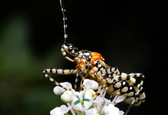 Pselliopus zebra