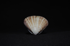 Tivela planulata