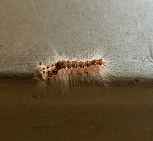 Banyan tussock moth