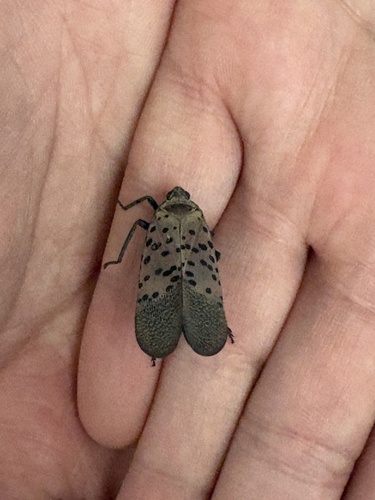 Spotted Lanternfly