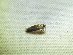 Nepticuloidea