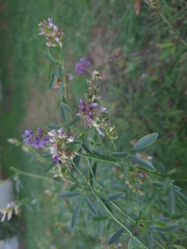 Alfalfa