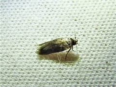 Nepticuloidea