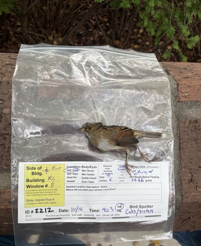Swamp Sparrow