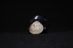 Dallocardia senticosa