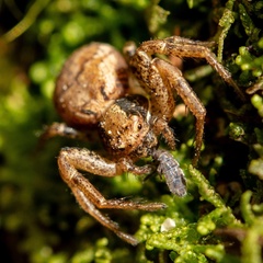 Xysticus pretiosus