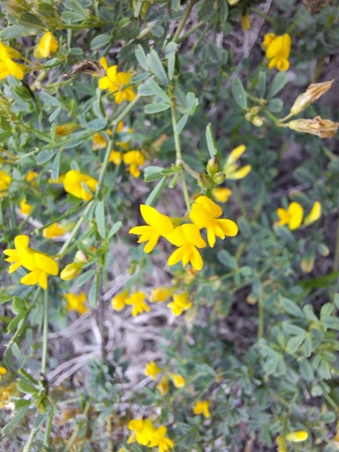 sickle alfalfa