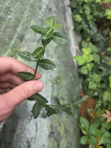 fortune's spindle