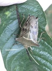 Edessa leucogramma