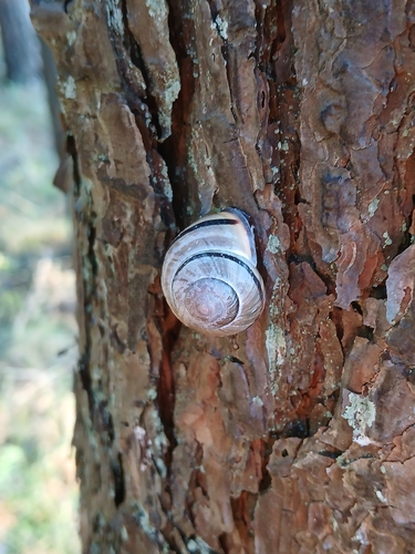 Brown-lipped Snail