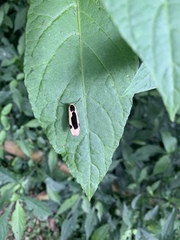Thysanoptyx incurvata