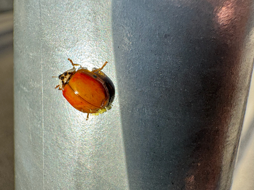 Hesperomyces harmoniae