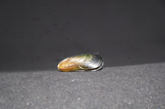 Semimytilus patagonicus