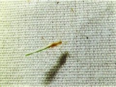 Metacanthus multispinus