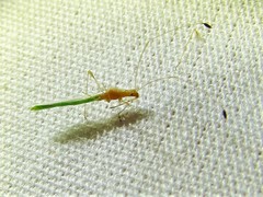 Metacanthus multispinus