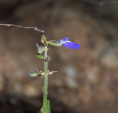 Salvia crucis