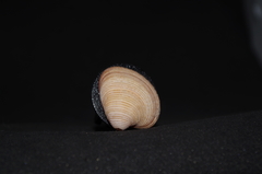 Lamelliconcha vinacea