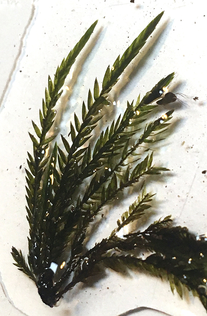 Fontinalaceae