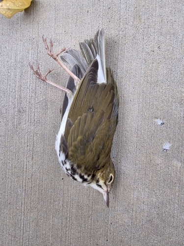 Ovenbird