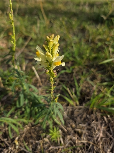 common toadflax