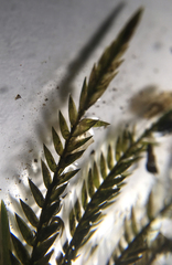 Fontinalis neomexicana