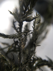 Fontinalis neomexicana