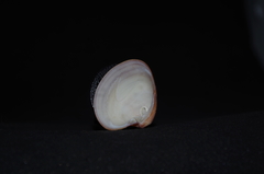 Lamelliconcha vinacea